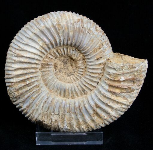 Inch Perisphinctes Ammonite - Jurassic #1946